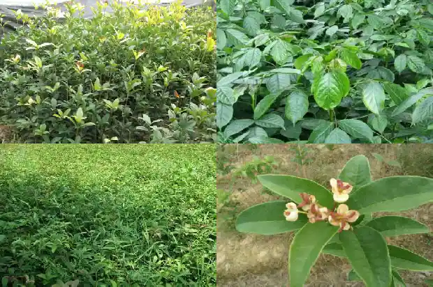 桂花果有没有毒1682042909056