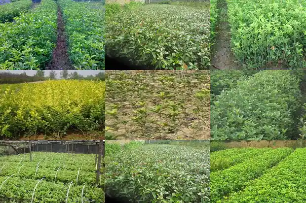 桂花可有毒1682043026074