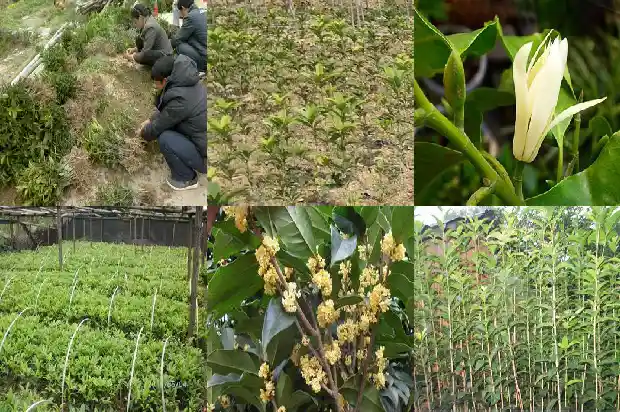 桂花结的果有毒吗1682043086469