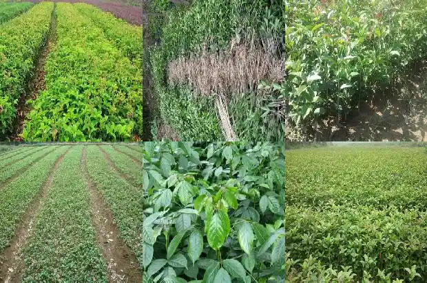 桂花树叶有毒没1682043152347