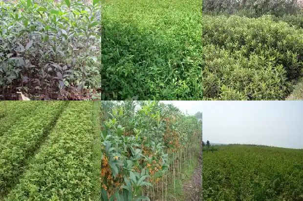 桂花树叶有毒吗?1682043247158