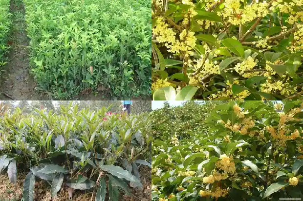 桂花树叶有毒吗?1682043247206