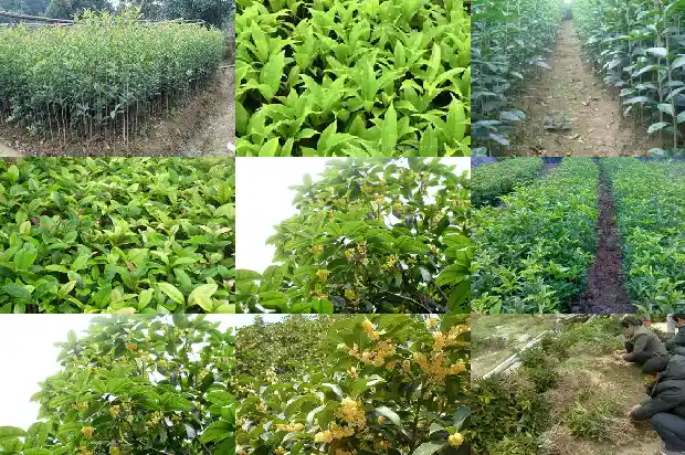 什么样的桂花树值钱呢1690418612311