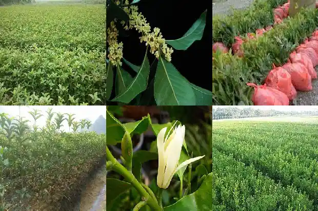 桂花果实说明桂花的品质1682043477015