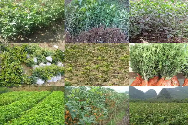 桂花果实说明桂花的品质1682043477063