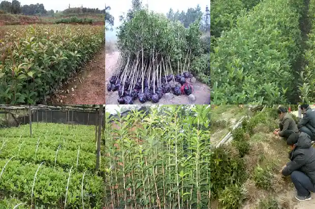 一棵桂花树多少钱一斤1682043540731