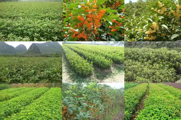 一棵桂花树多少钱一斤1682043540779