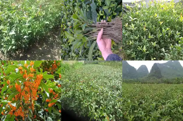 一棵桂花树多少钱一斤1682043540873