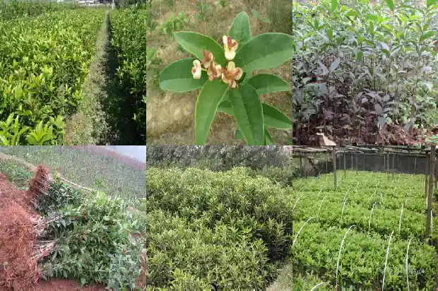 一棵桂花老树多少钱1682043587380