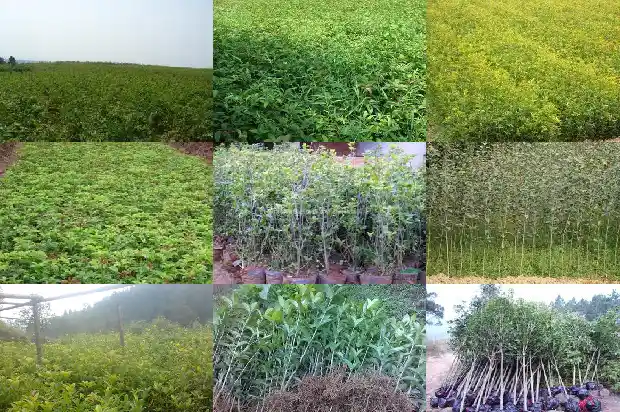 一棵桂花老树多少钱1682043587427