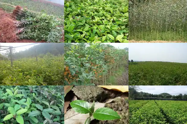 一棵桂花老树多少钱1682043587474