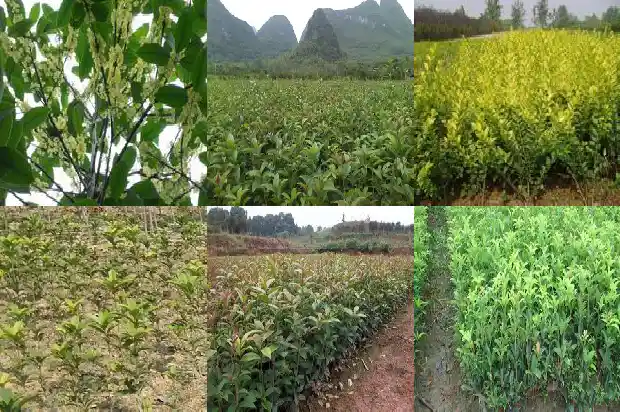 桂花树大概多少钱一颗10公分的桂花树多少钱1682043626786