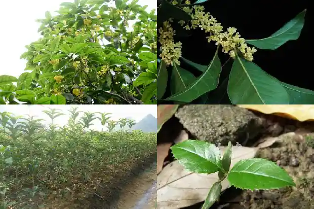 桂花茶的功效有哪些呢1689381061564