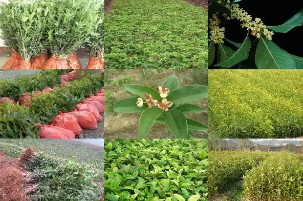 女性喝桂花茶好吗1689576296419