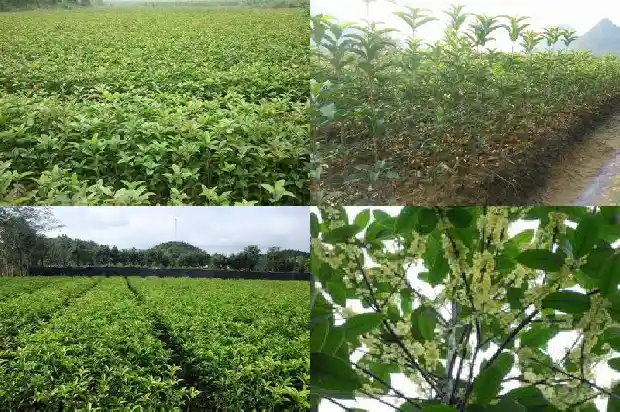 桂花茶怎么制作保存方法1689467919211