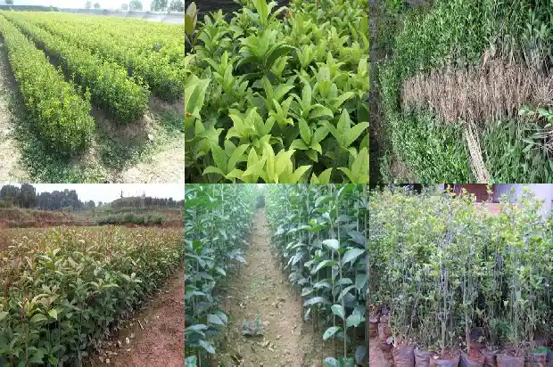 结果子的桂花树1682043784797