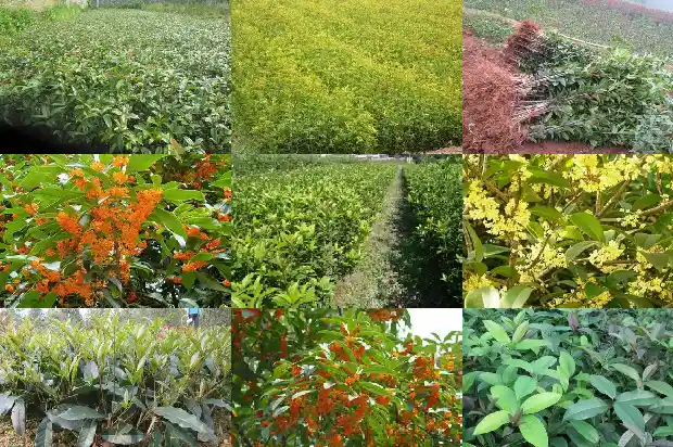 结果子的桂花树1682043784845