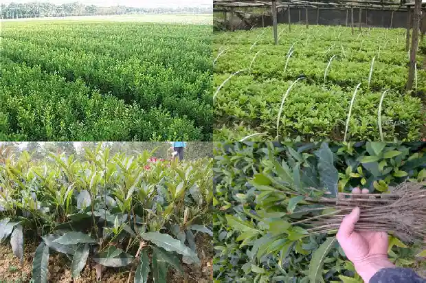 桂花树结不结果子1682043826122