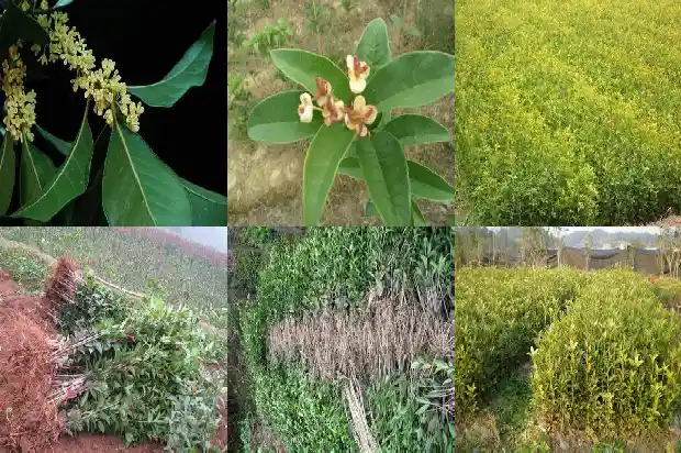 孕妇能吃桂花冻米糖吗1688948540225
