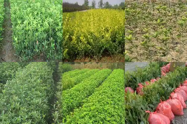 桂花树不开花结果子什么情况?1682043886964
