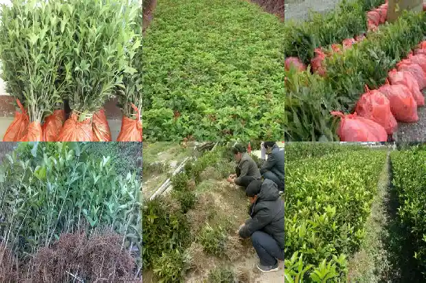 桂花籽泡酒的功效与作用1682043944324