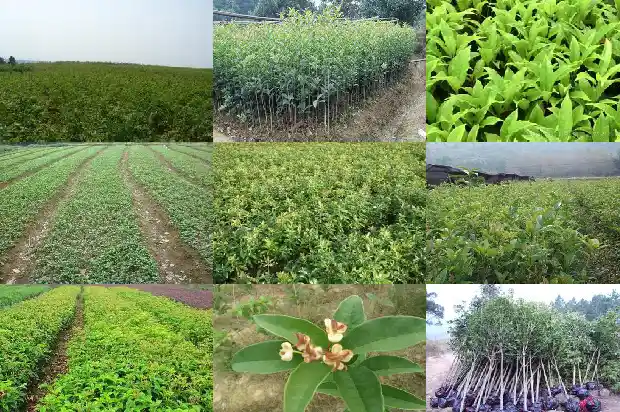 桂花树结果子能吃吗有毒吗1682043974219