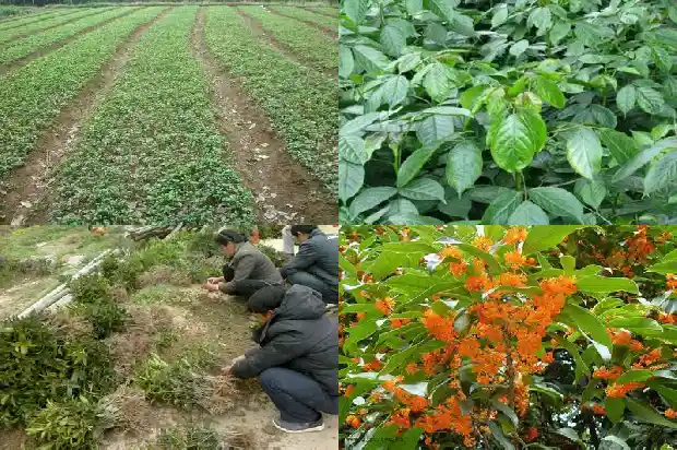 桂花树结果子能吃吗有毒吗1682043974267