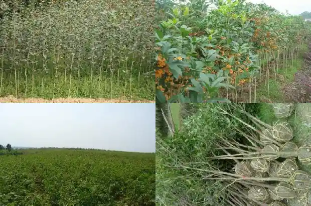 桂花树苗报价表格大全1690504966310
