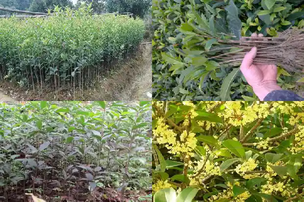 哪种桂花结果子1682044028112