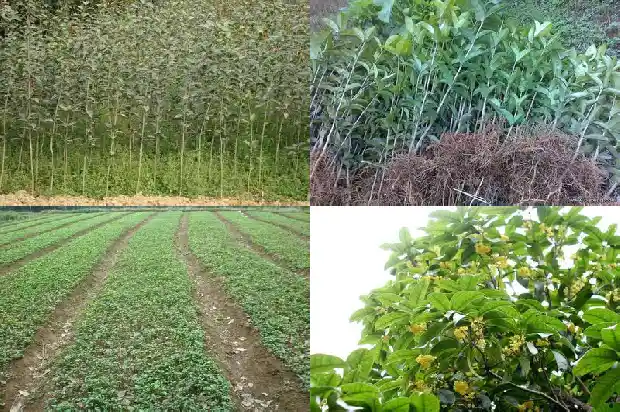 什么品种的桂花树结果吗1682044053829