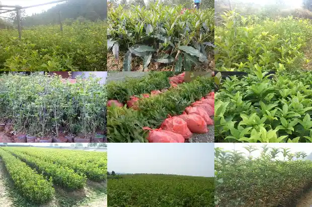 什么品种的桂花树结果吗1682044053877