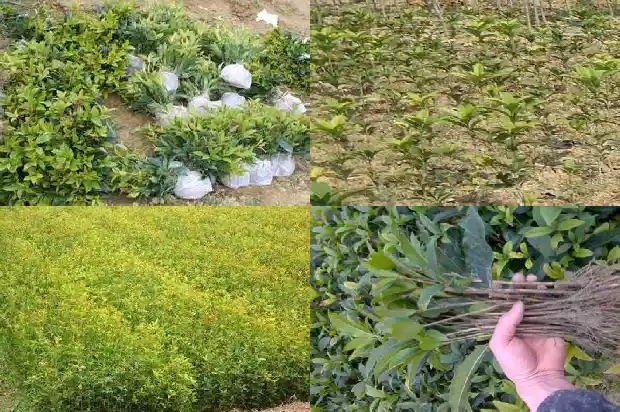 桂花树结果子开花吗1682044088290