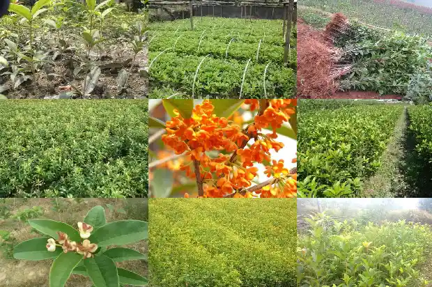 桂花树结果子开花吗1682044088337