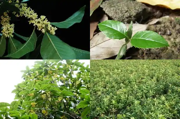桂花树结果子开花吗1682044088385