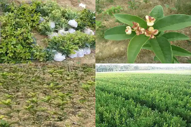 桂花树结果子有什么用途和作用1682044116440