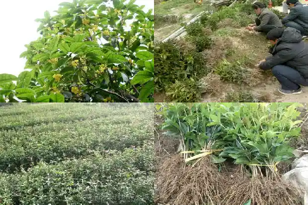 桂花树结果子有什么用途和作用1682044116487