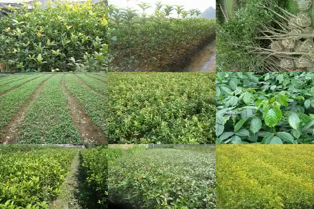 桂花树能长多大?1689986044341