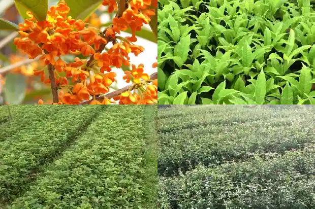 桂花的花语和象征意义1682044198781