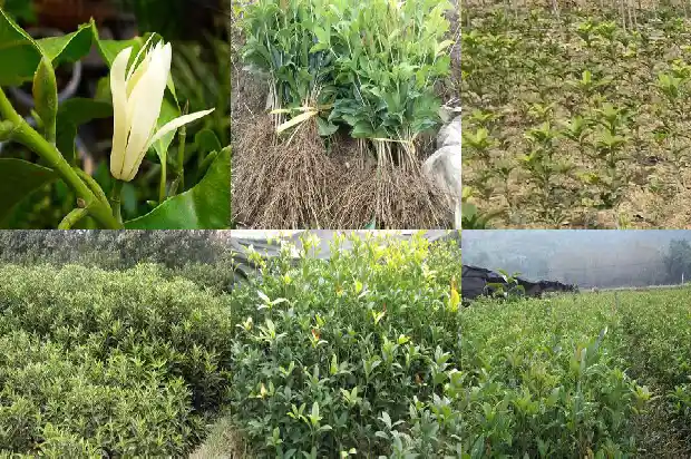 桂花香的寓意是什么1682044252276