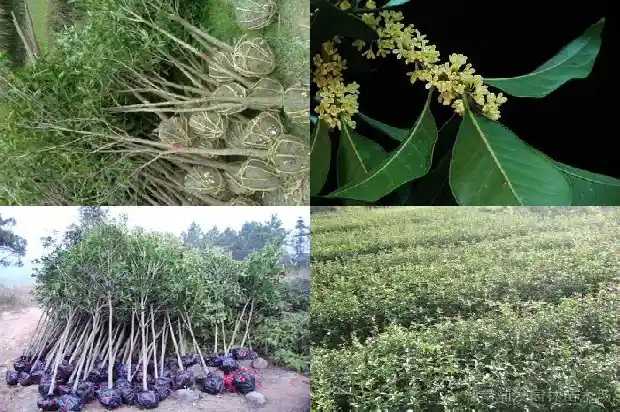 桂花的寓意和象征默默无闻1682044280104
