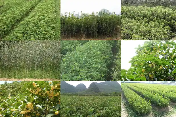 冷冻桂花鱼怎么做好吃1682044309870