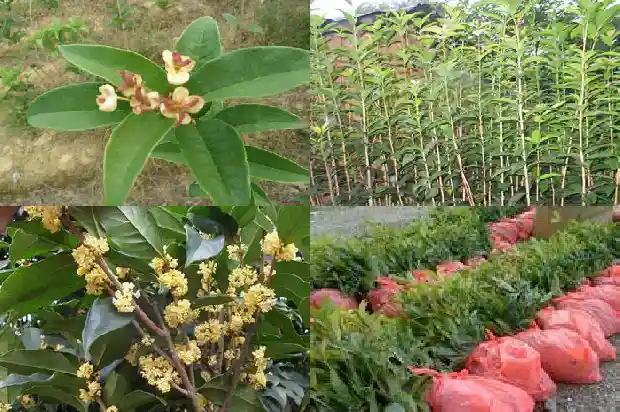 冷冻桂花鱼怎么做好吃1682044309966