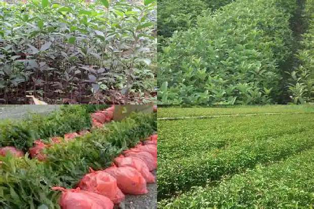 桂花是用种子繁殖的吗?1688608160892