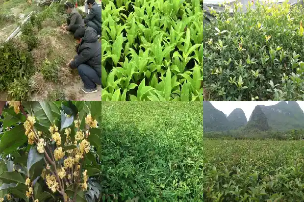 桂花鱼有没有鱼刺1682044340347