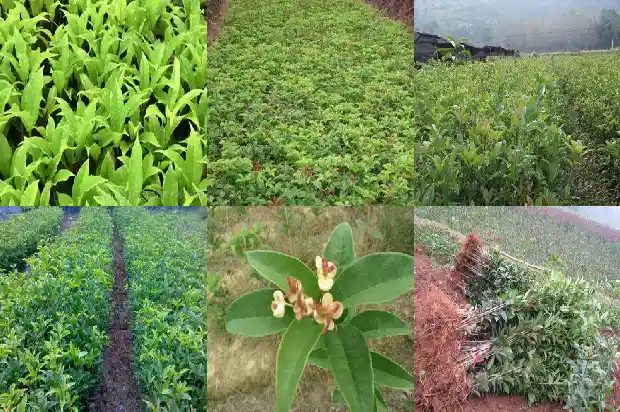 八月桂花几月开花啊1688430402410