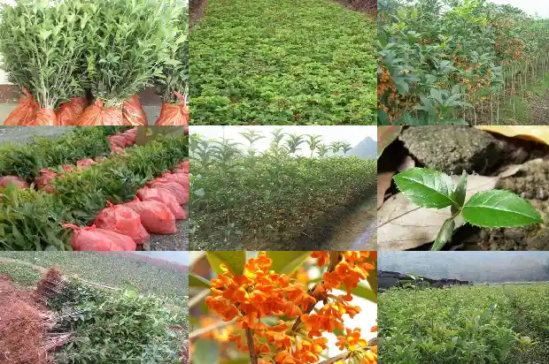 安徽桂花红茶多少钱一斤1689034894449