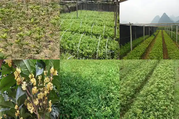桂花鱼蒸多久最佳时间吃1682044372196