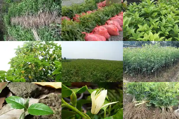 桂花鱼蒸多久最佳时间吃1682044372243