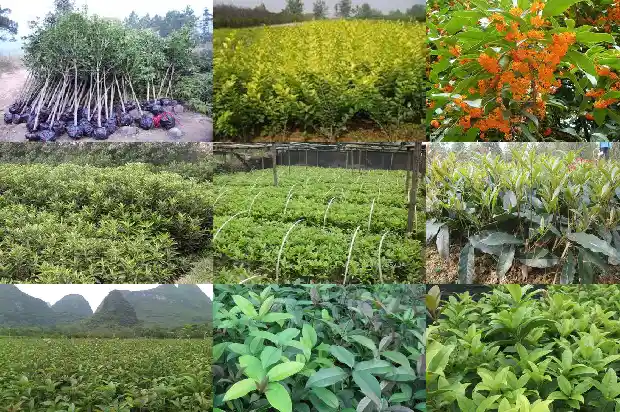 桂花鱼蒸多久合适1682044405704