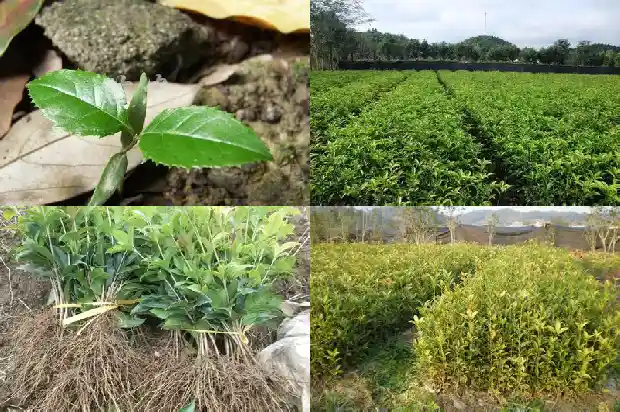 蒸桂花鱼一般要蒸多久时间?1682044435709